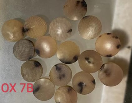 Ox Horn Colour Bottons - Image 2