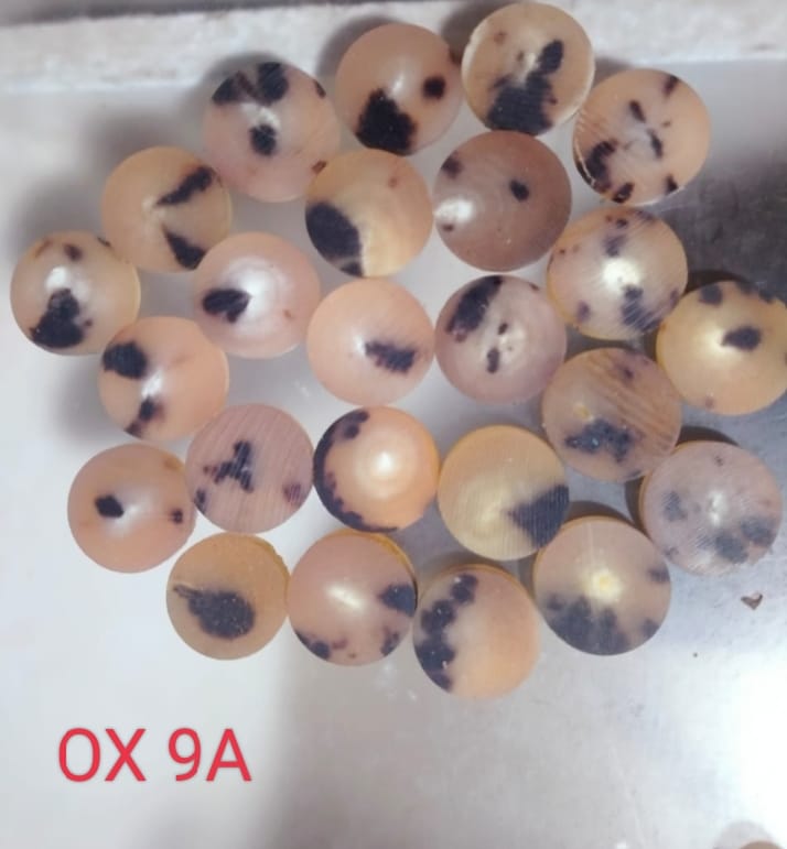 Ox Horn Colour Bottons