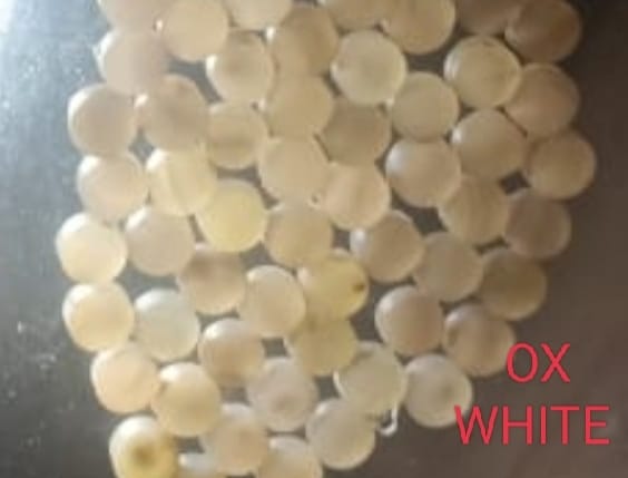 Ox Horn Colour Bottons - Image 4